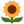 :sunflower-24x24-33956: